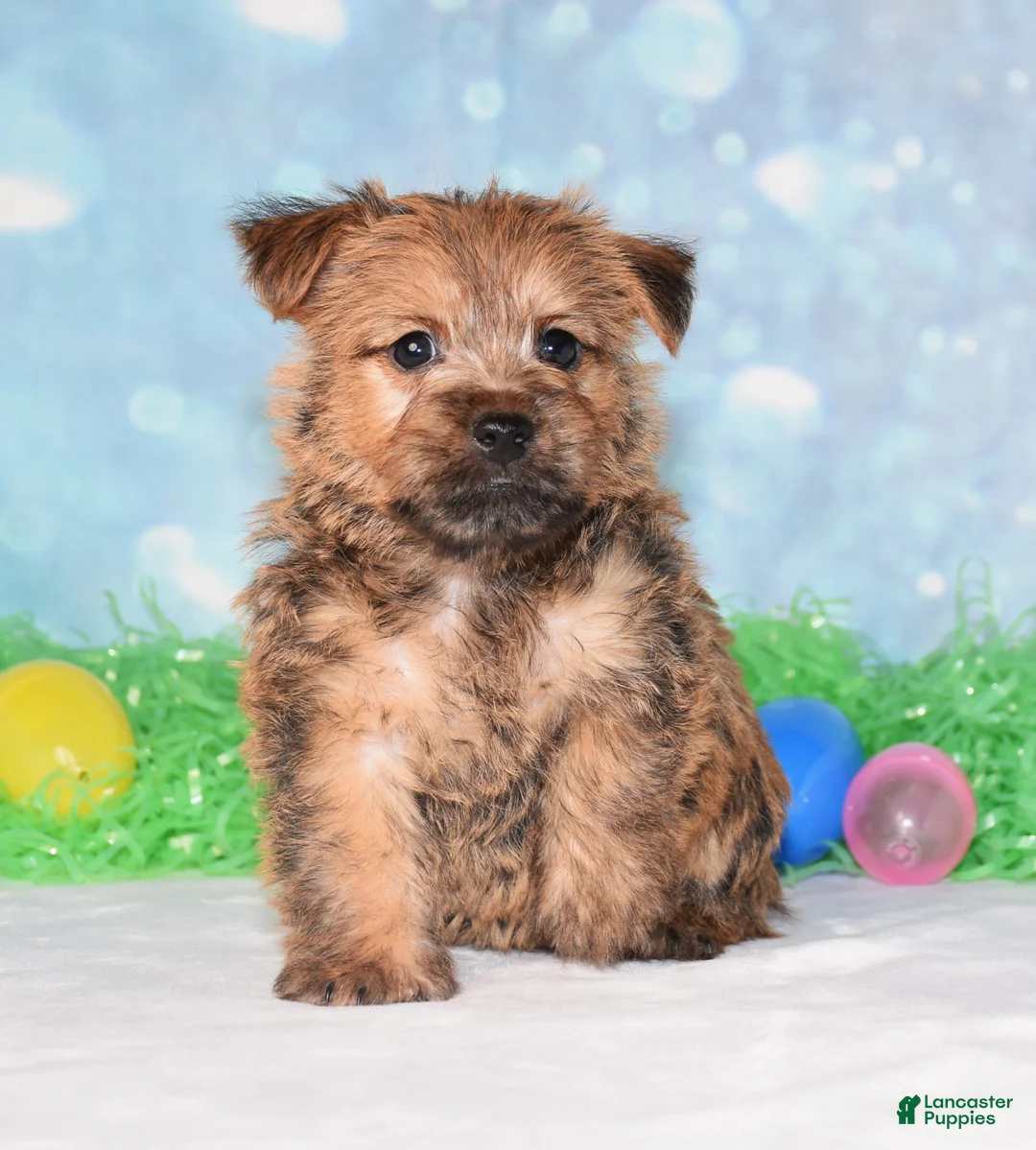Cairn Terrier dogs for sale: Elliot - Ad 1