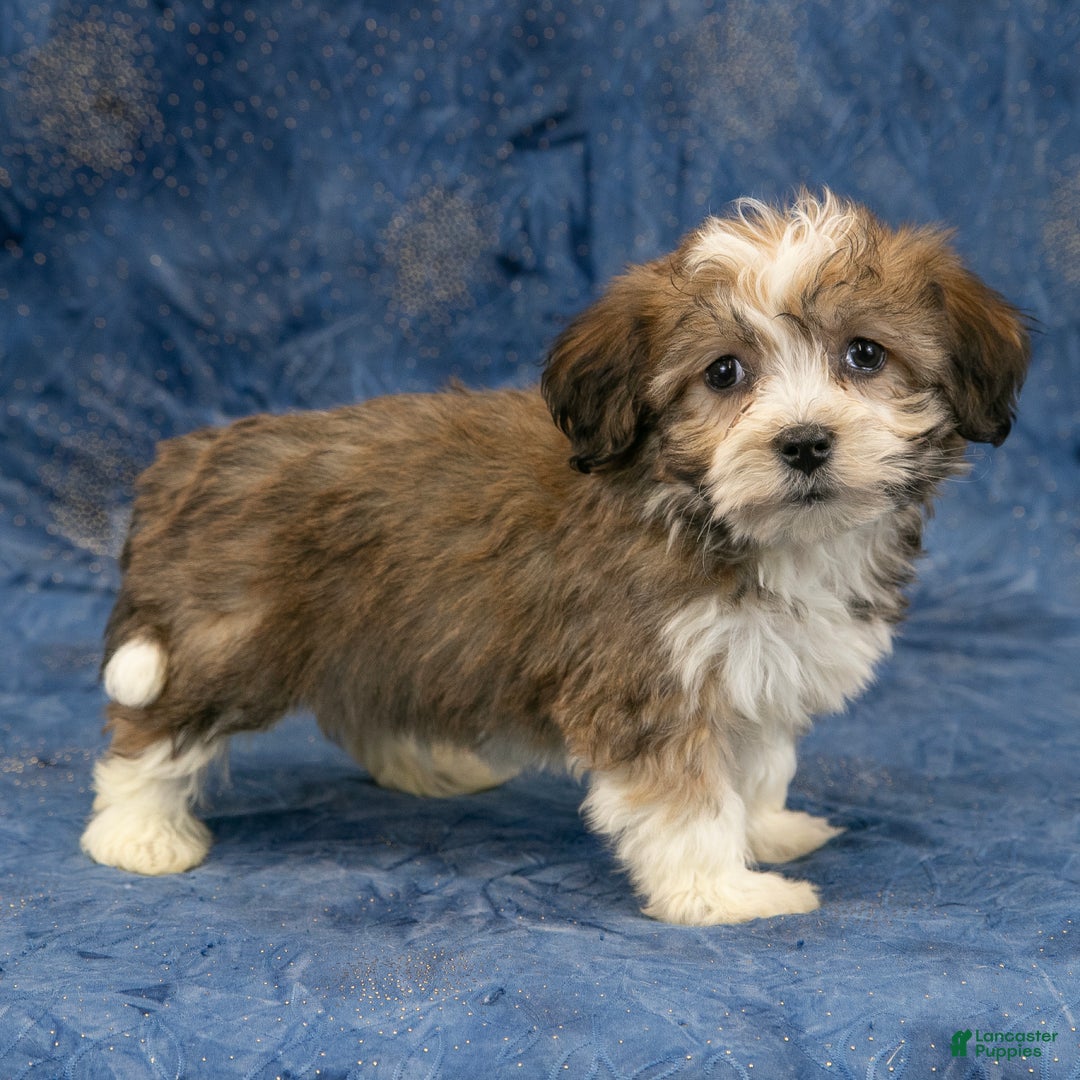 Havanese dogs for sale: Marley - Ad 6