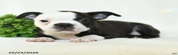 Boston Terrier dogs for sale: Gertie - Ad 3