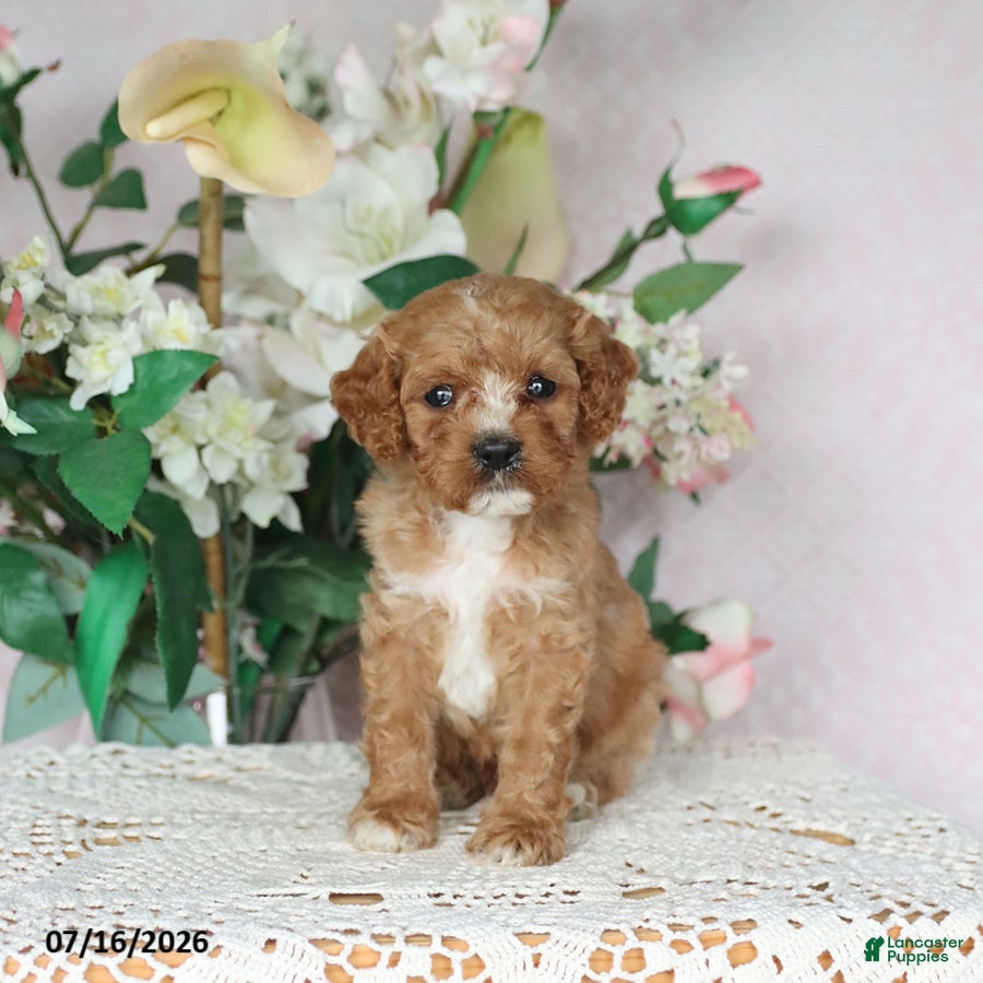 Cavapoo dogs for sale: Loki - Ad 2