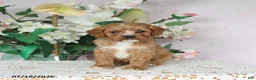 Cavapoo dogs for sale: Loki - Ad 1