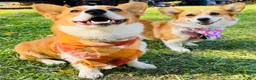 Welsh Corgi Pembroke dogs for sale: Ninny  - Ad 12