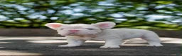 French Bulldog dogs for sale: Pinkzilla - Ad 1