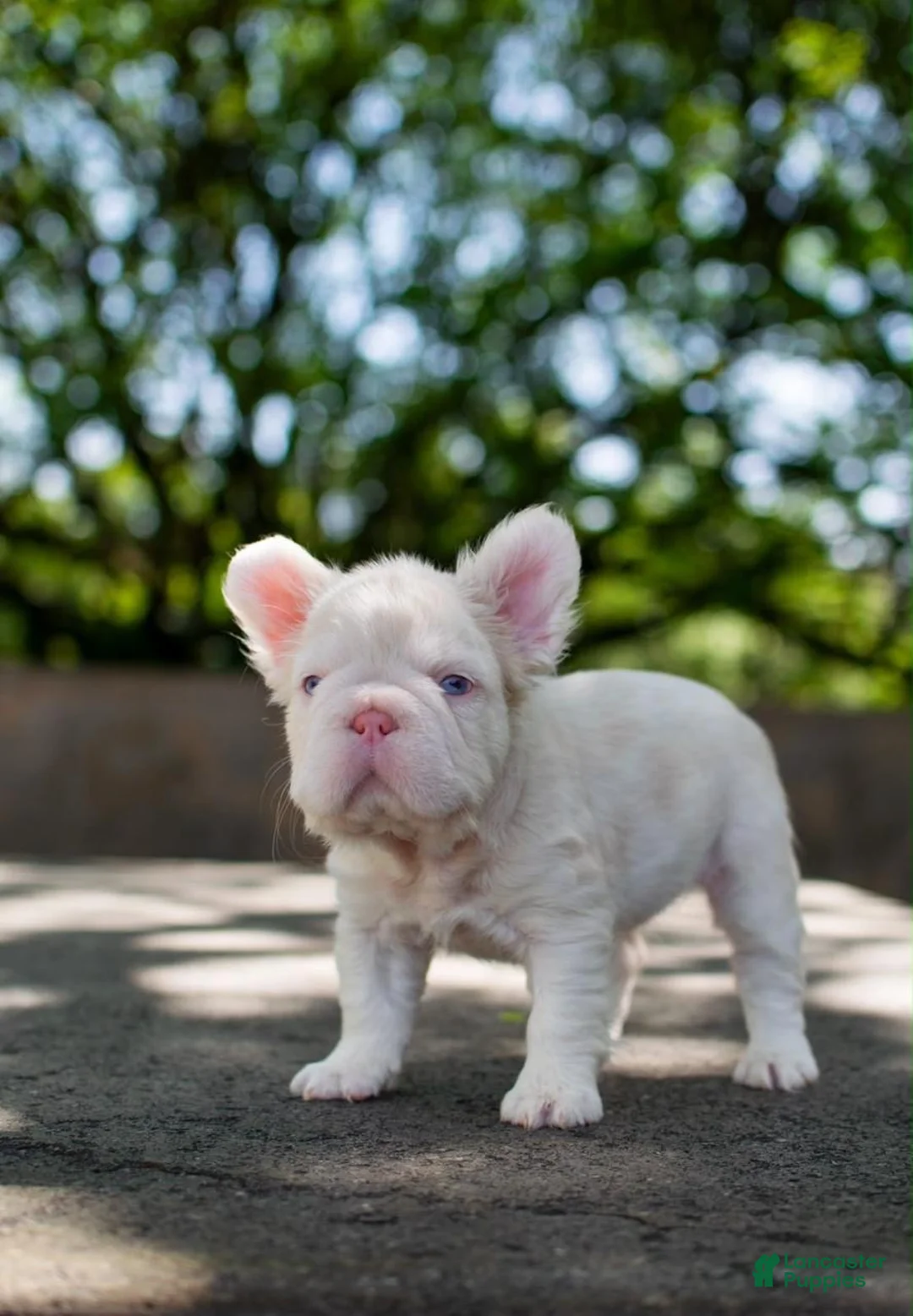 French Bulldog dogs for sale: Pinkzilla - Ad 1