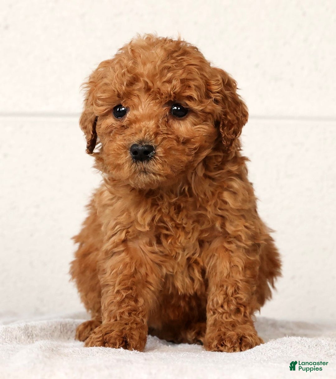 Mini Goldendoodle dogs for sale: Lori - Ad 2