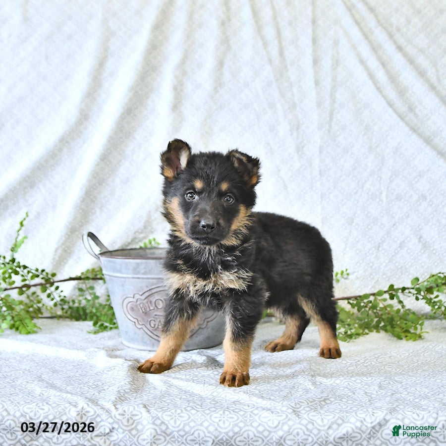 German Shepherd dogs Zeus - Ad 2