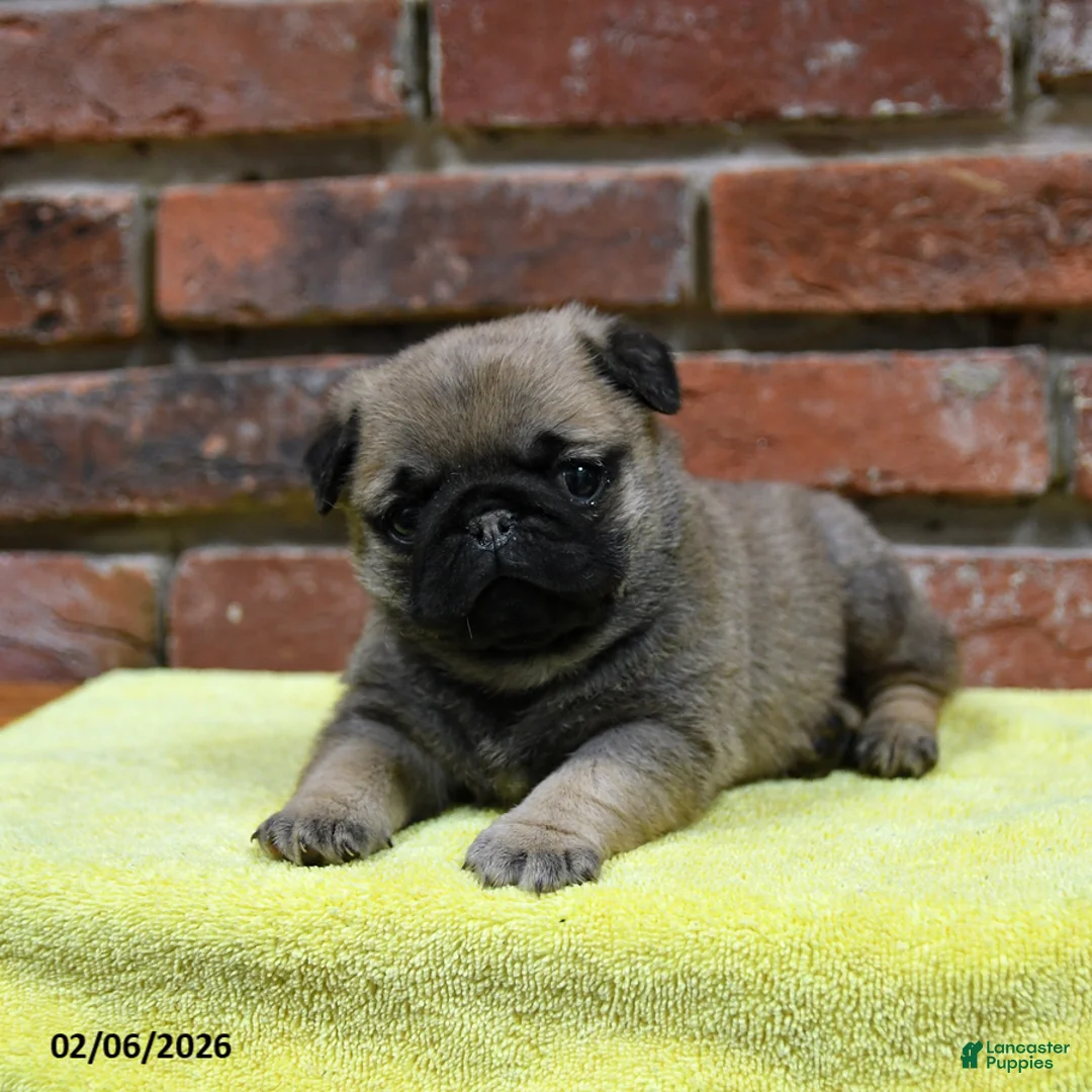 Pug dogs for sale: Jasper - Ad 4