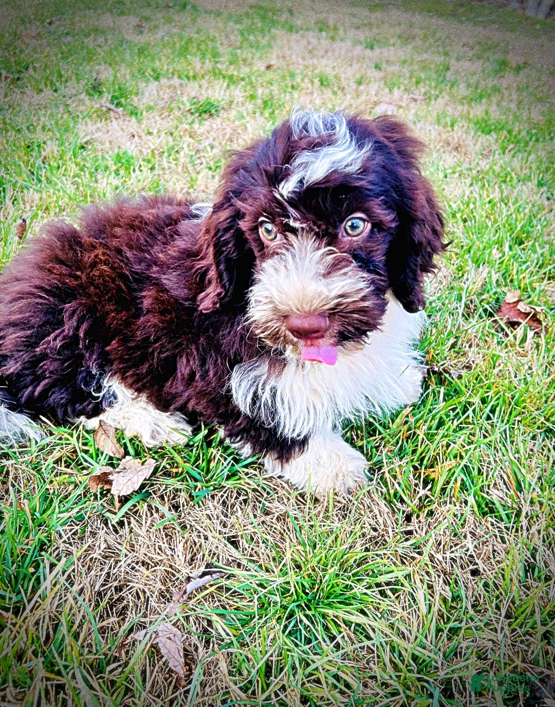 Havapoo dogs for sale: Pilot - Ad 13