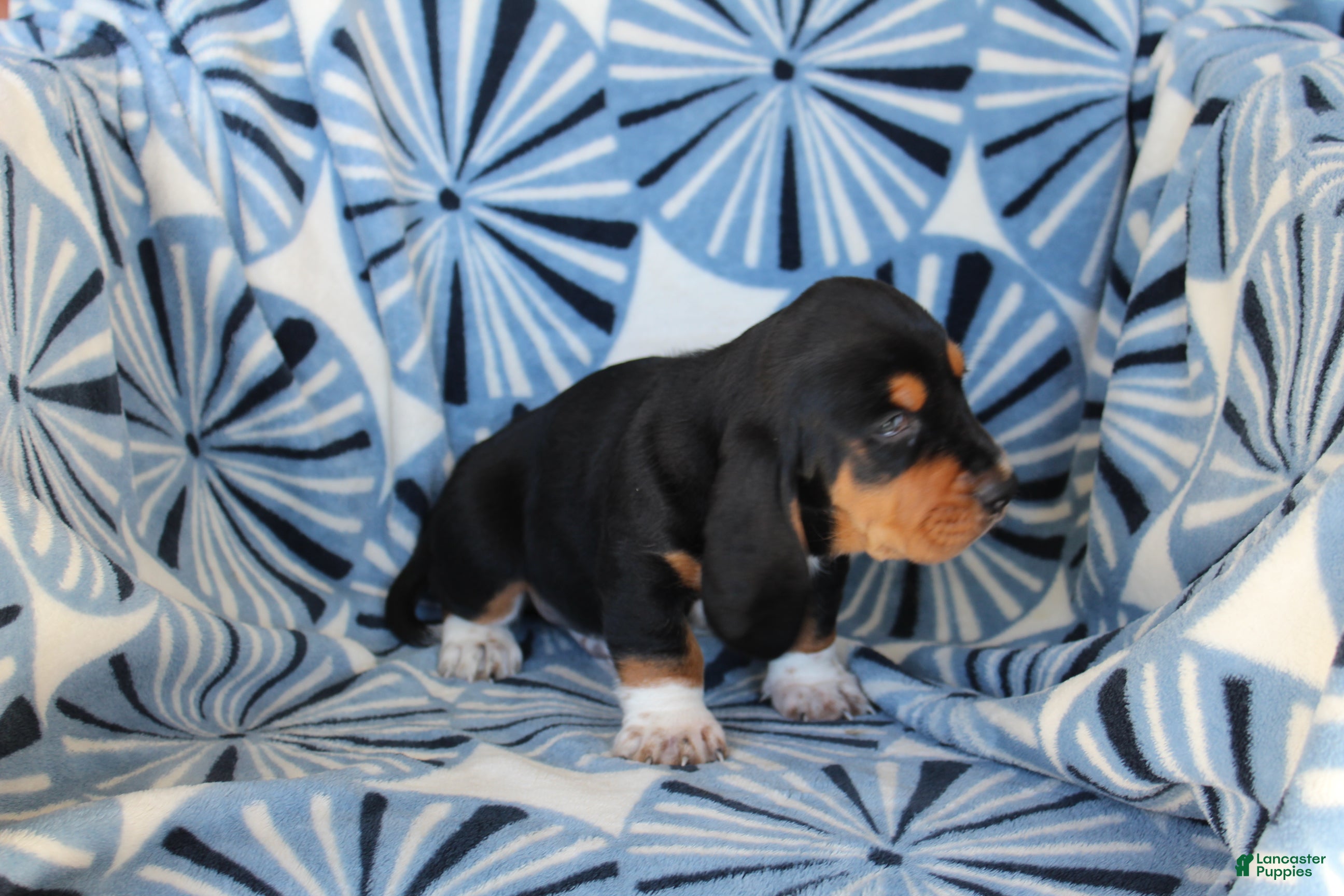Basset Hound dogs Mr. Socks - Ad 2