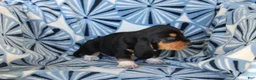 Basset Hound dogs for sale: Mr. Socks - Ad 2