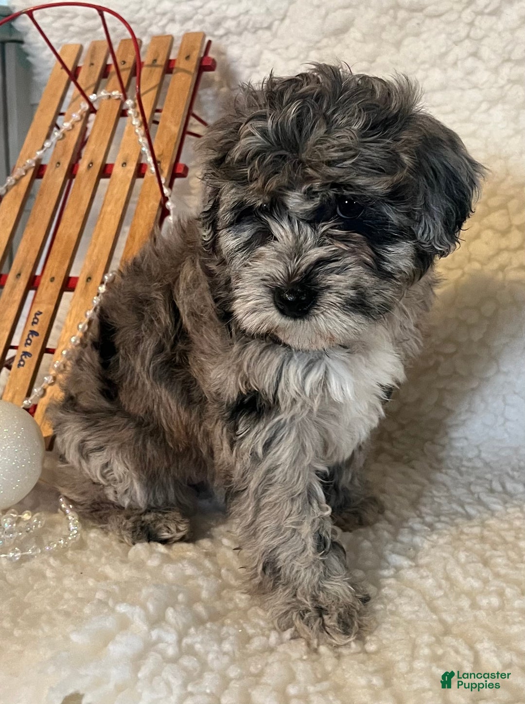 Whoodle dogs for sale: Minnie - Ad 2