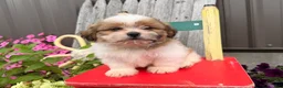Shih Tzu dogs for sale: Quigley Shih Tzu  - Ad 3