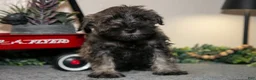 Miniature Schnauzer dogs for sale: Richard - Ad 1