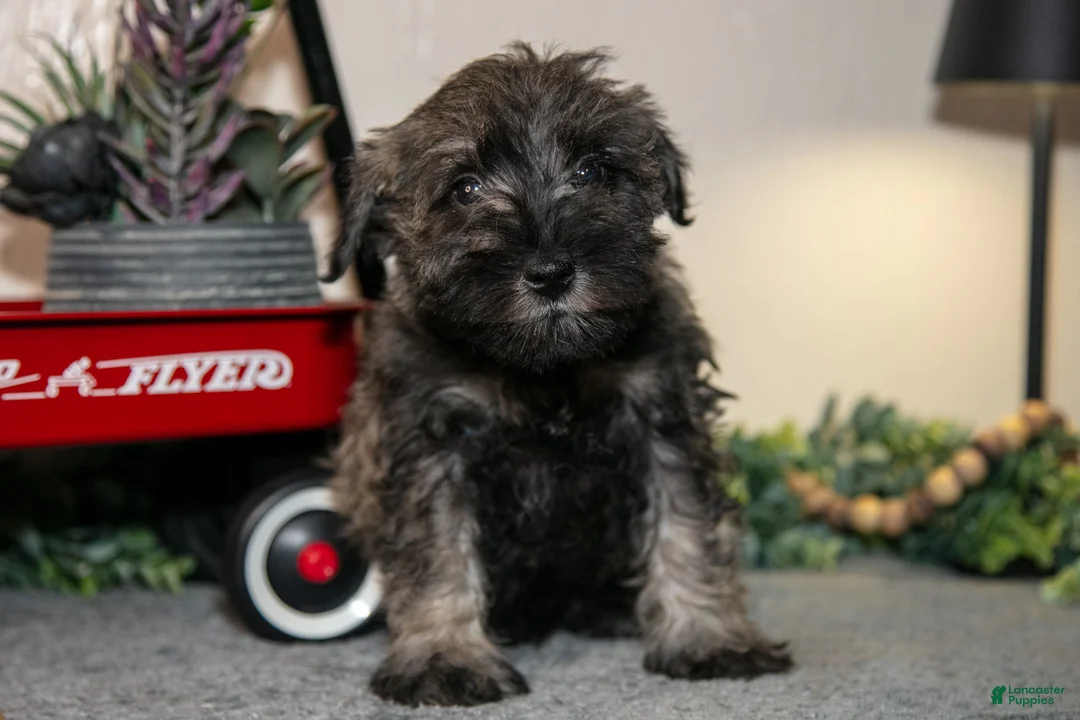 Miniature Schnauzer dogs for sale: Richard - Ad 1