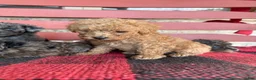 Mini Aussiedoodle dogs for sale: Teddy  - Ad 4