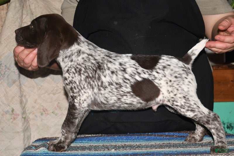 German Shorthaired Pointer dogs Tenor - Ad 2