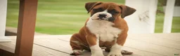 Boxer dogs for sale: Lily - Ad 9