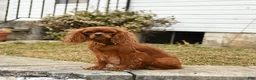 Cavalier King Charles Spaniel dogs for sale: Zinia - Ad 6
