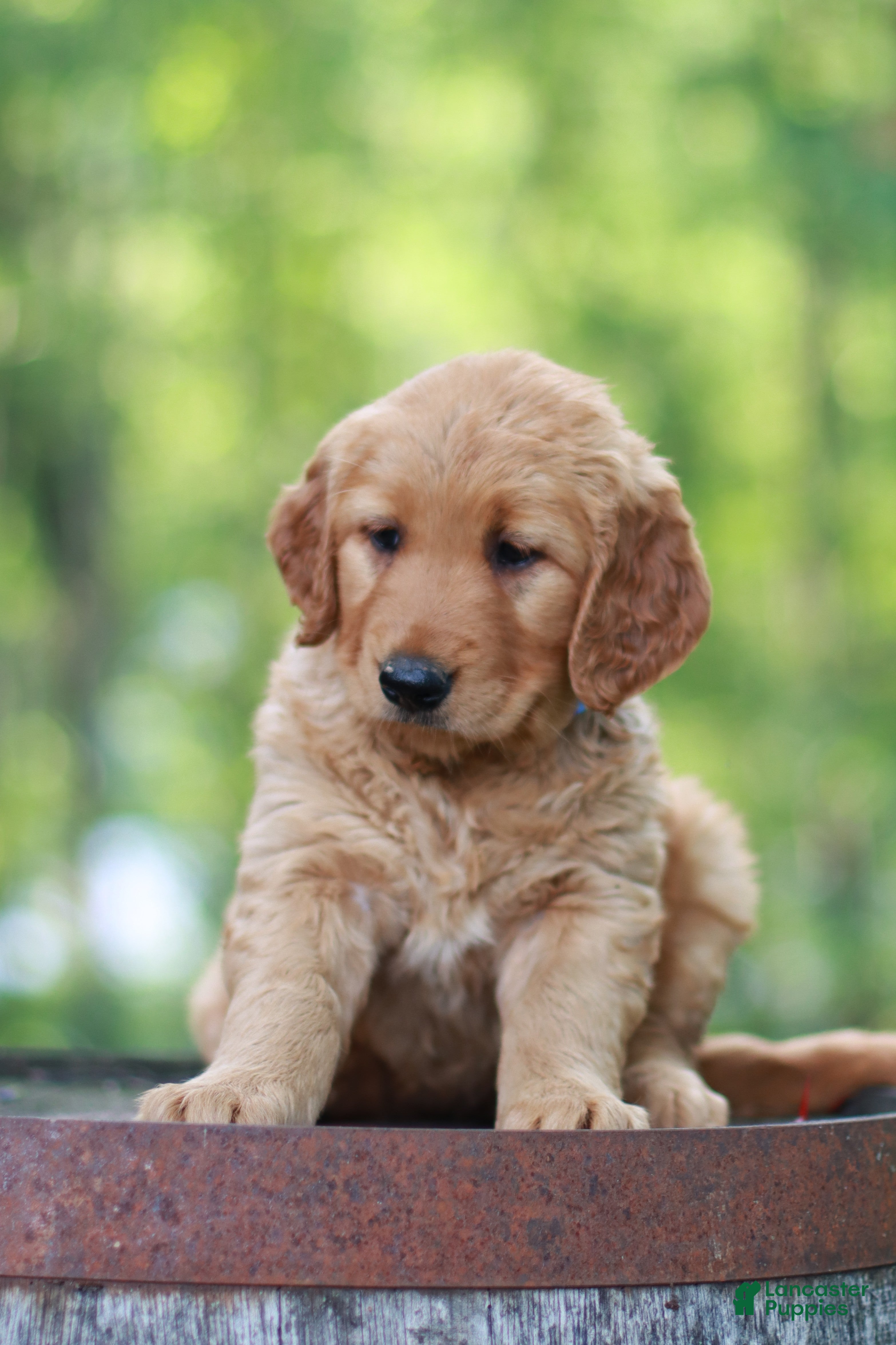 Golden Retriever dogs Beauty - Ad 1