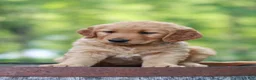 Golden Retriever dogs for sale: Beauty - Ad 1