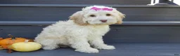 Cockapoo dogs for sale: Trixie - Ad 4