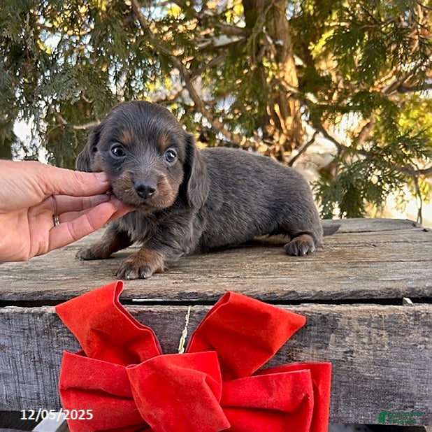 Dachshund dogs Cici - Ad 12