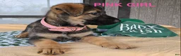 German Shepherd dogs for sale: Blue Boy - Ad 18