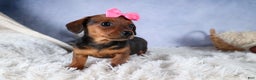 Miniature Dachshund dogs for sale: Jenny - Ad 6