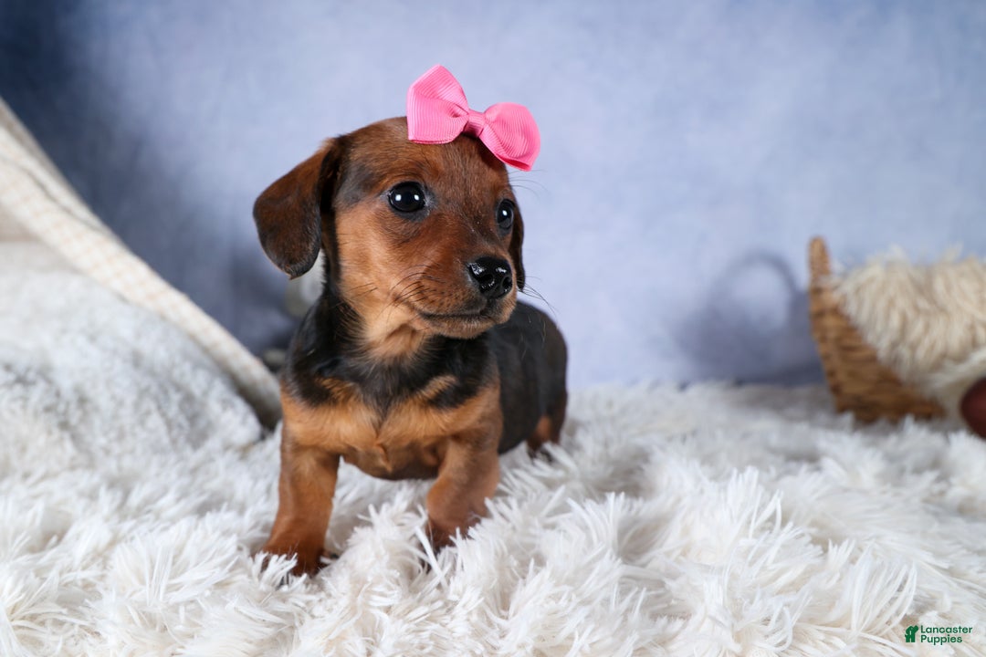 Miniature Dachshund dogs for sale: Jenny - Ad 6