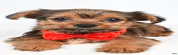 Yorkshire Terrier dogs for sale: Waldo - Ad 5