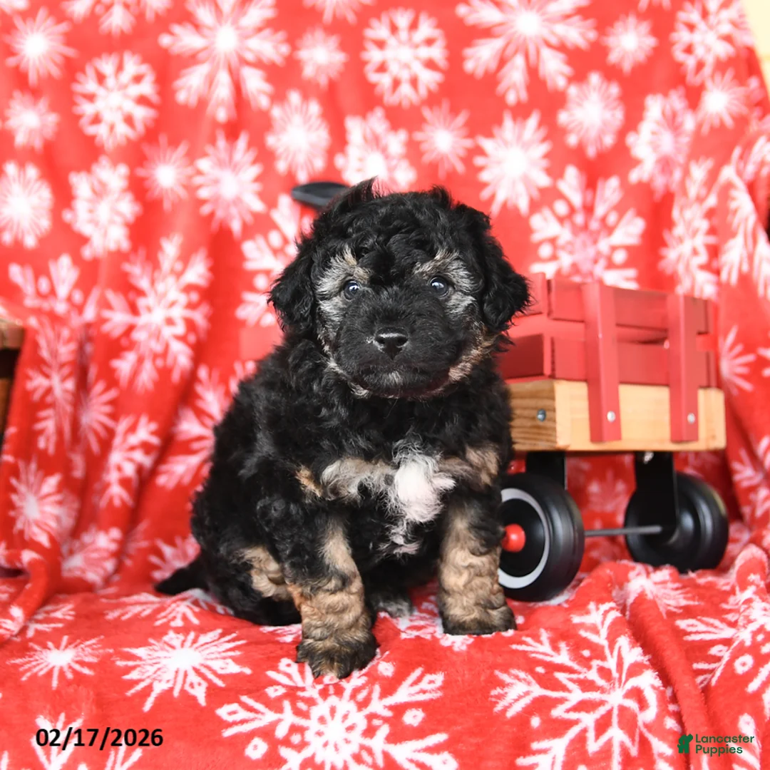 Mixed Breed dogs for sale: Teddy - Ad 3