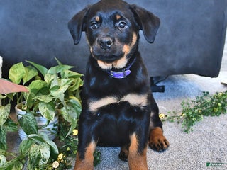 Rottweiler dogs - Ad 21