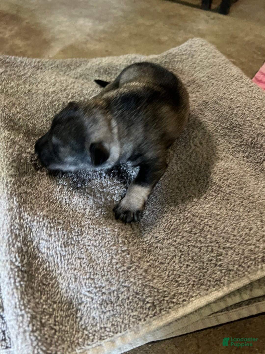 Miniature Schnauzer dogs for sale: Tom  - Ad 2