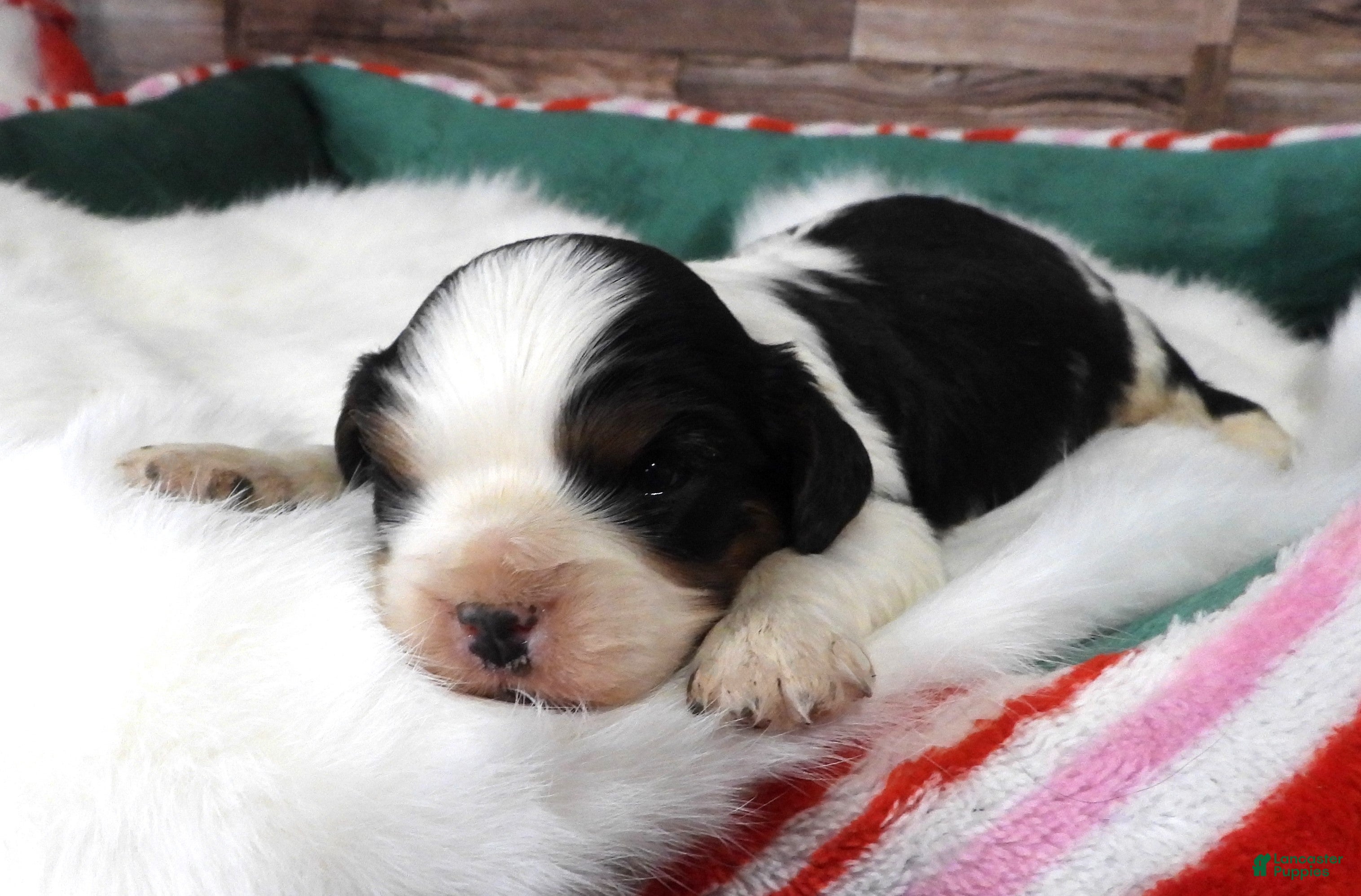 Cavalier King Charles Spaniel dogs #2 Male (Tiny's) - Ad 35