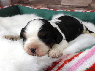 Cavalier King Charles Spaniel dogs #2 Male (Tiny's) - Ad 16