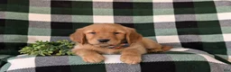 Golden Retriever dogs for sale: Coleman - Ad 5
