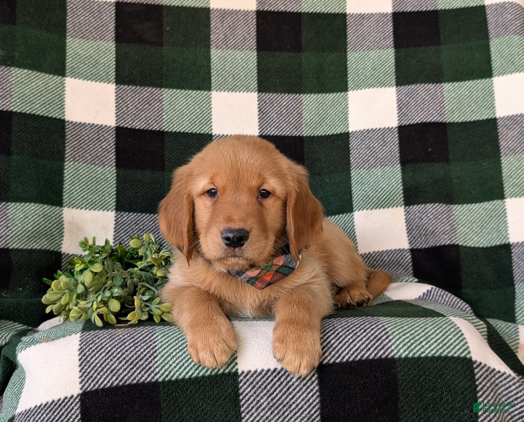Golden Retriever dogs for sale: Coleman - Ad 5