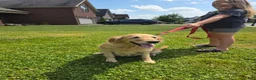 Golden Retriever dogs for sale: Baby girl dark pink. - Ad 4