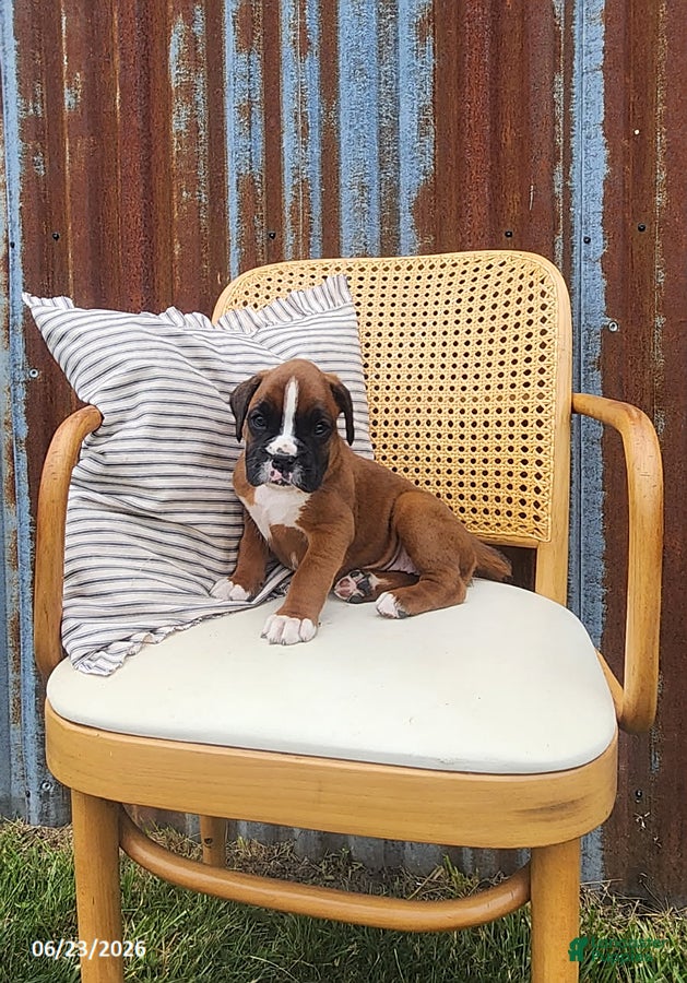 Boxer dogs Callie - Ad 1