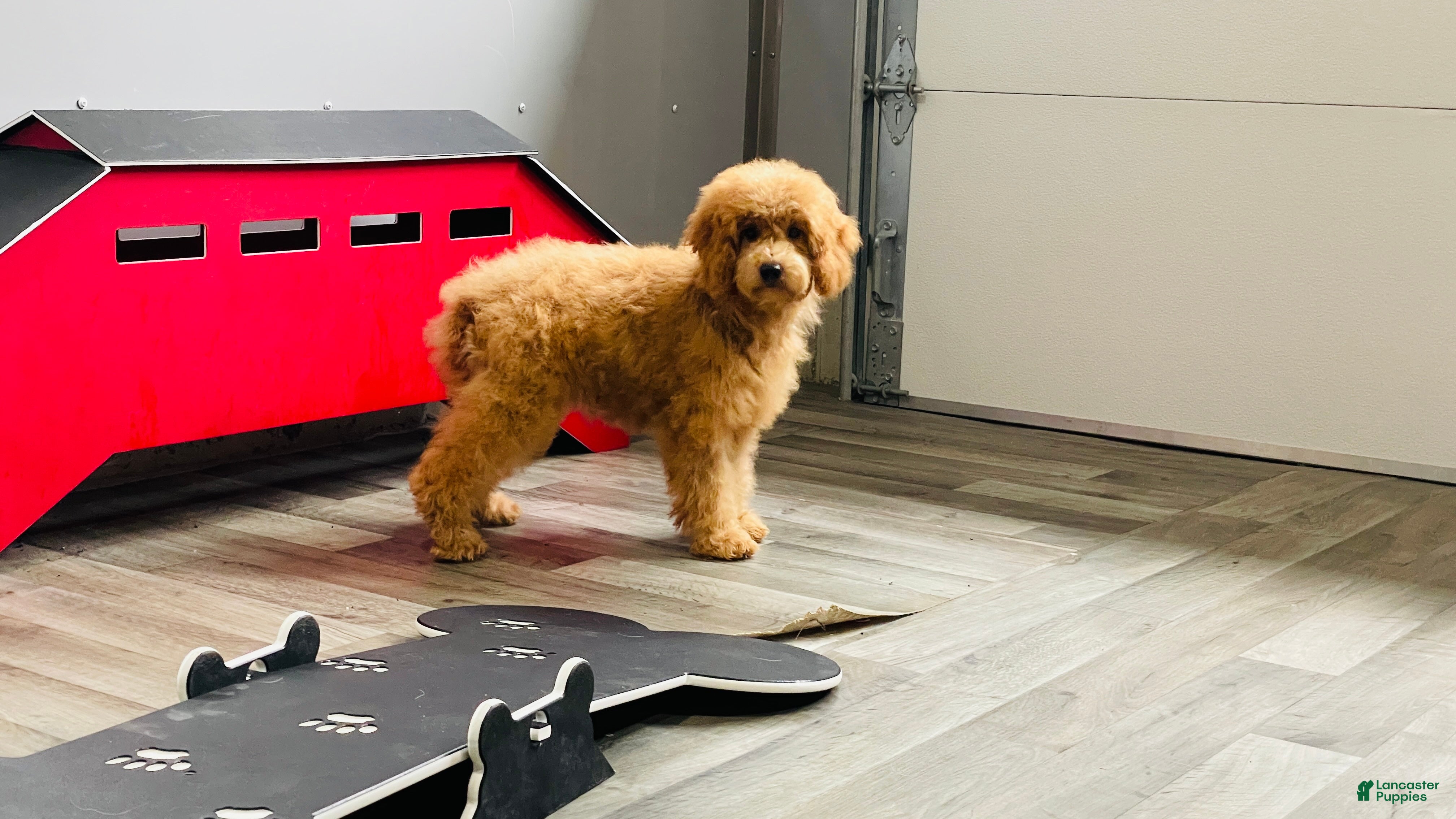 Mini Goldendoodle dogs Mindy Mini Goldendoodle  - Ad 1