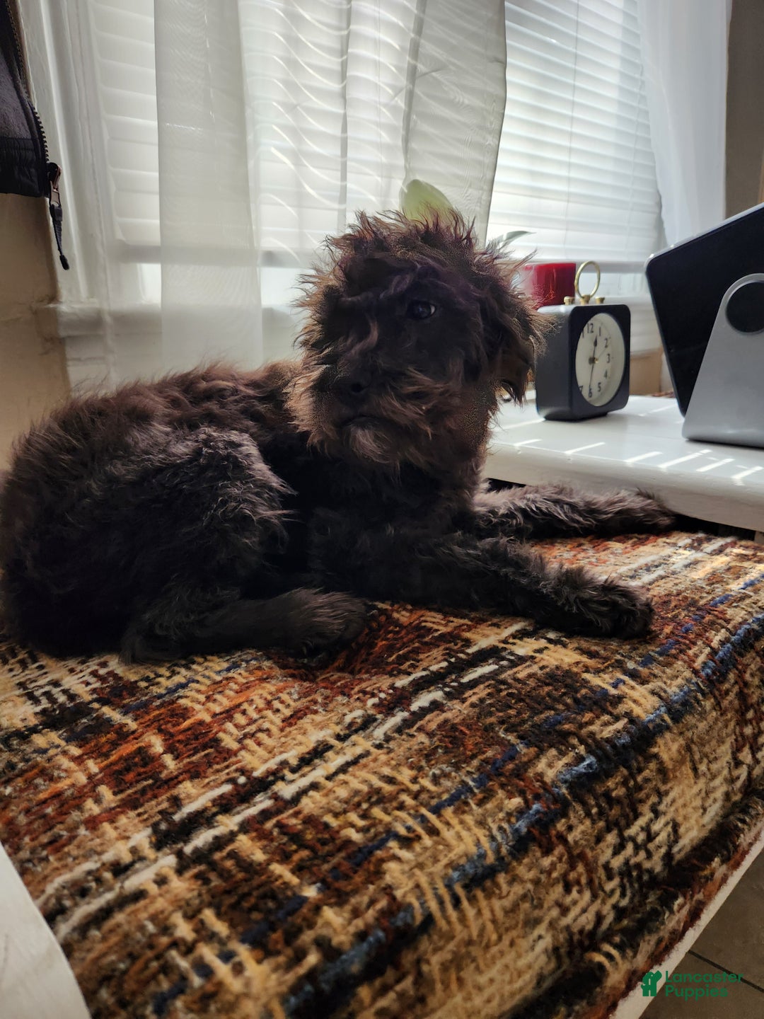 Mixed Breed dogs for sale: Fluffy  - Ad 4