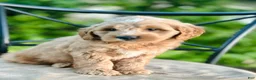 Mini Goldendoodle dogs for sale: Percy - Ad 5