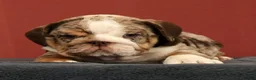 English Bulldog dogs for sale: Dozer - Ad 3