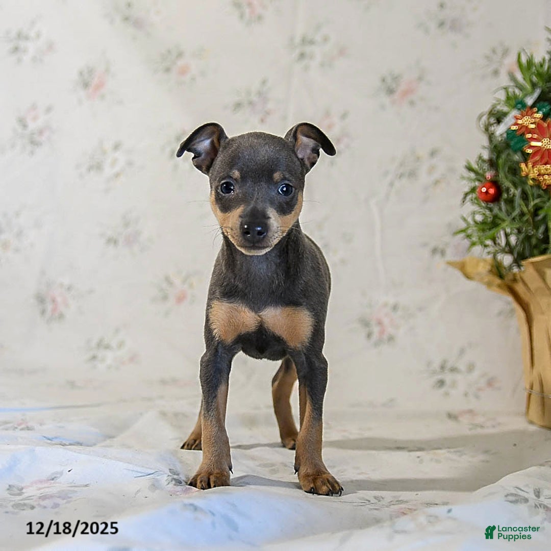 Miniature Pinscher dogs for sale: Daisy - Ad 4