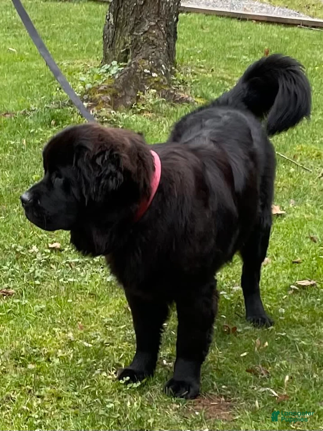 Gallery Image {{count}}