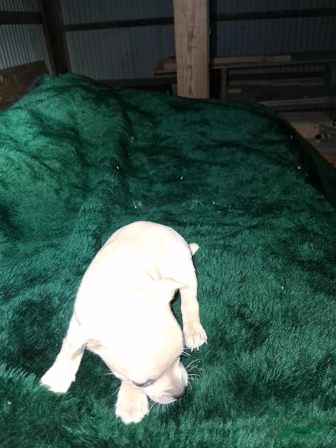 Chihuahua dogs for sale: Chihuahua Puppy 4 - Ad 3