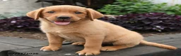 Labrador Retriever dogs for sale: Sparrow - Ad 3