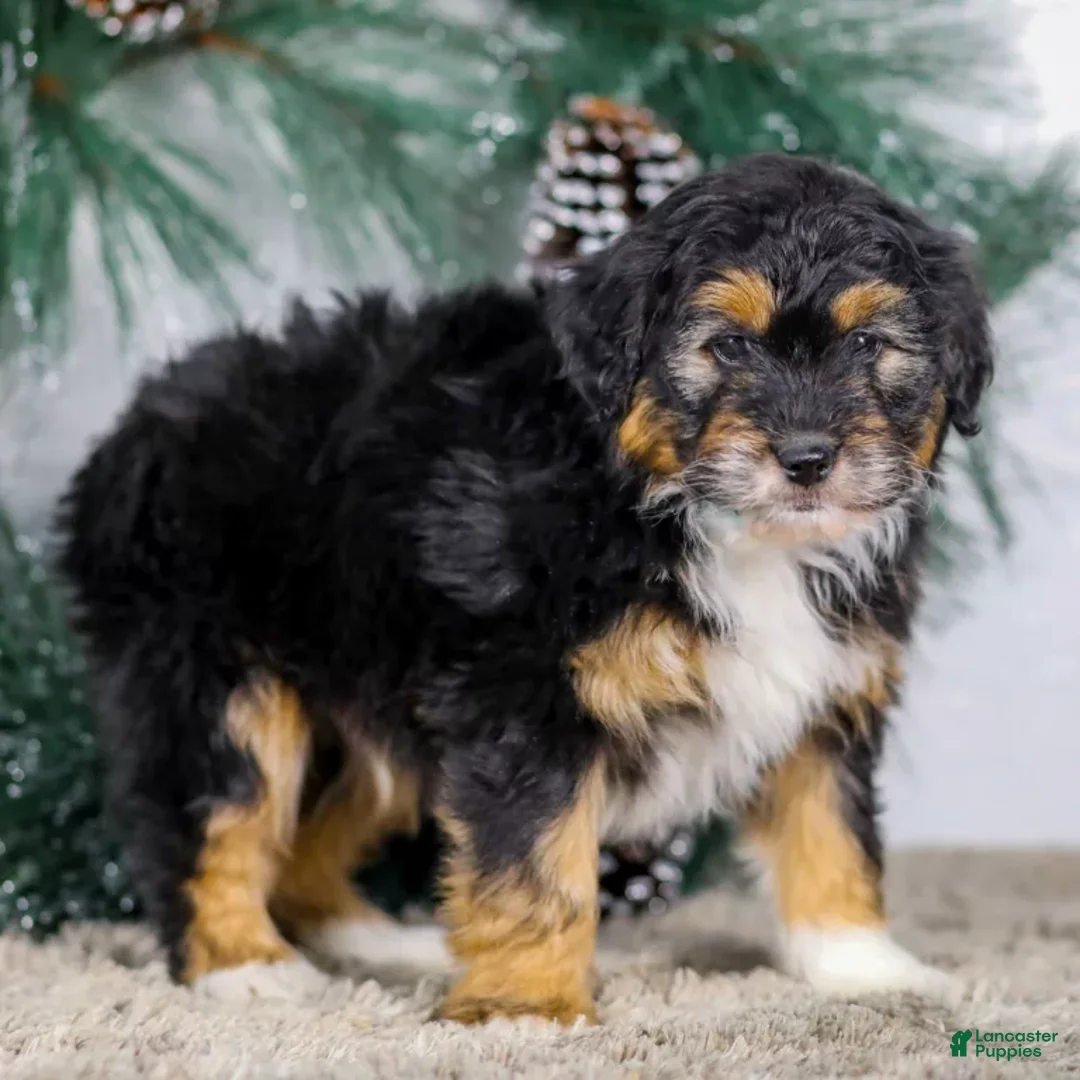 Mini Aussiedoodle dogs for sale: Ian - Ad 5