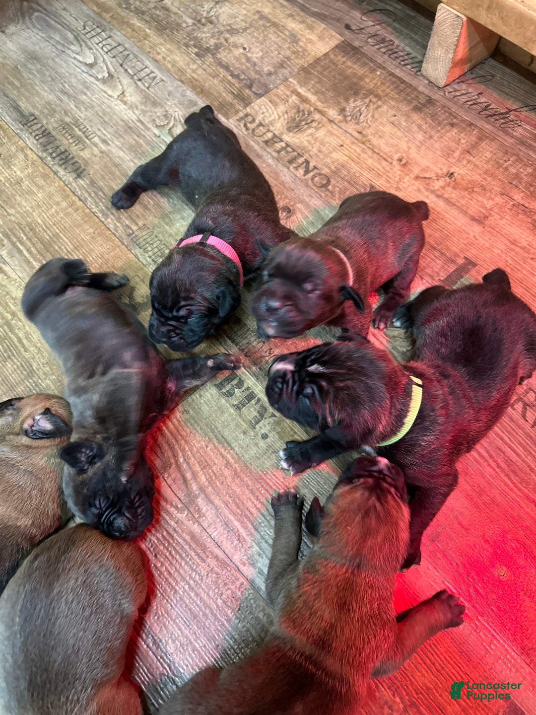 Cane Corso dogs for sale: Cane Corso Puppy 4 - Ad 2