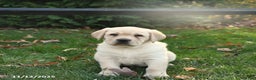 Labrador Retriever dogs for sale: Harper - Ad 4
